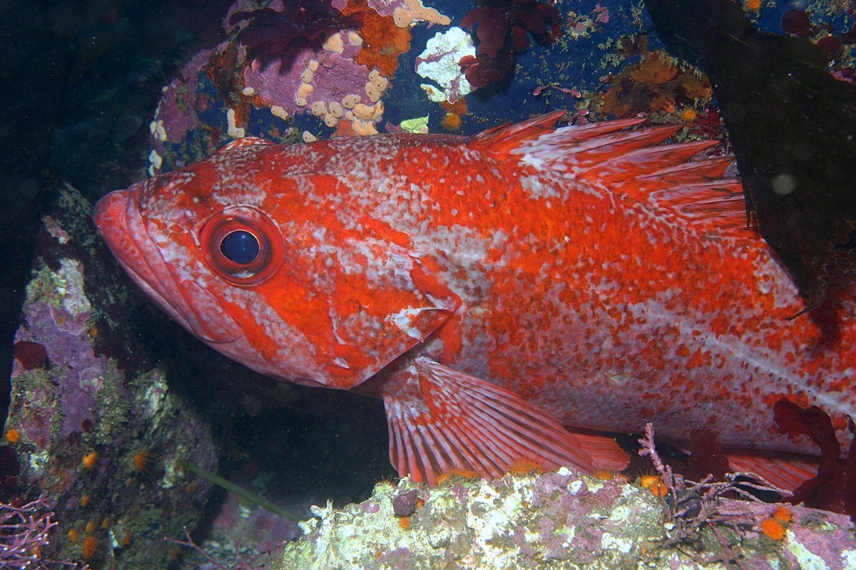 Vermilion Rockfish Natural Atlas