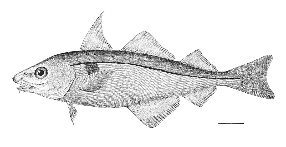 Haddock Natural Atlas