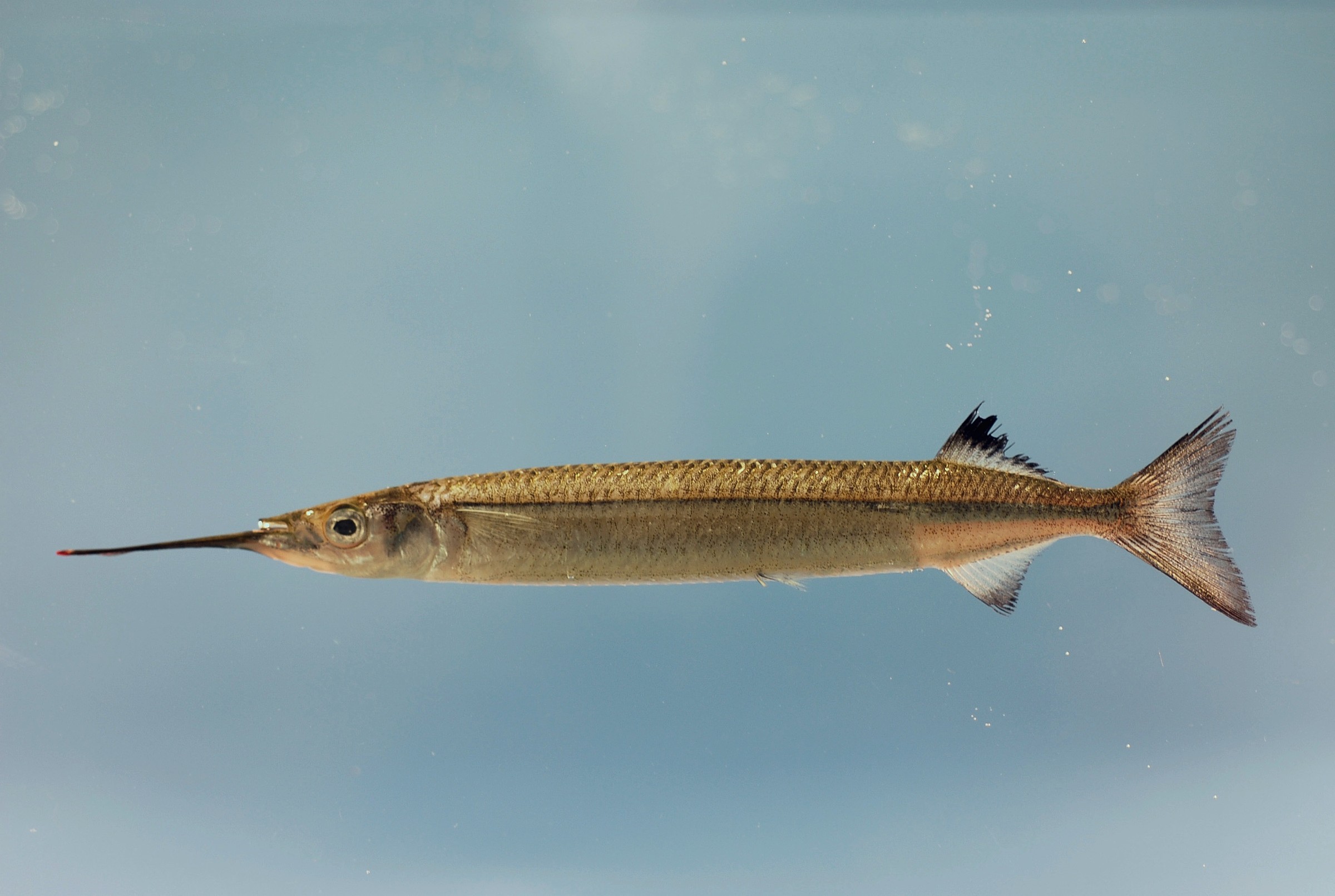 Halfbeak | Natural Atlas