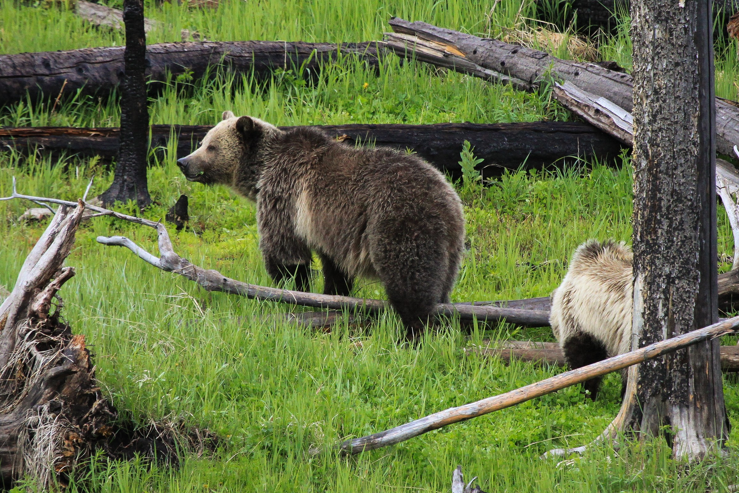 Carnivora Natural Atlas