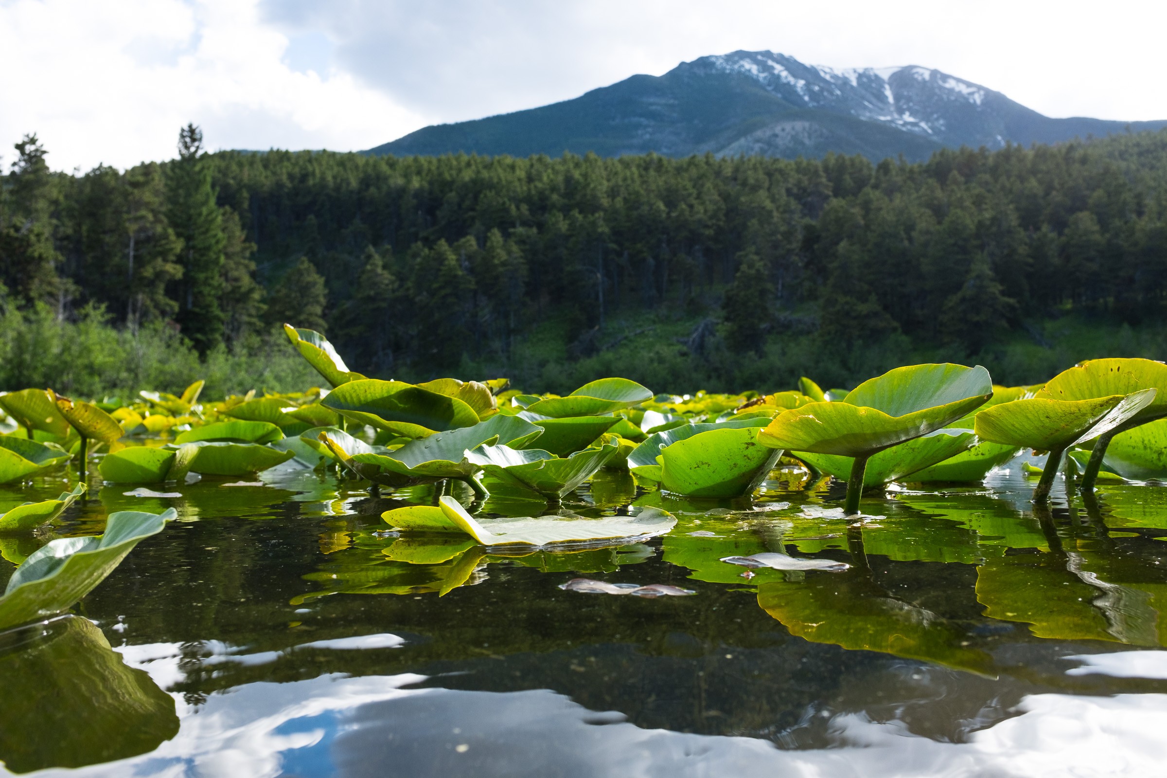 Lily Pad Lake via Ernie Strum Trail Natural Atlas