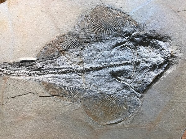 Wyoming Dinosaur Center – East Thermopolis, WY – Natural Atlas