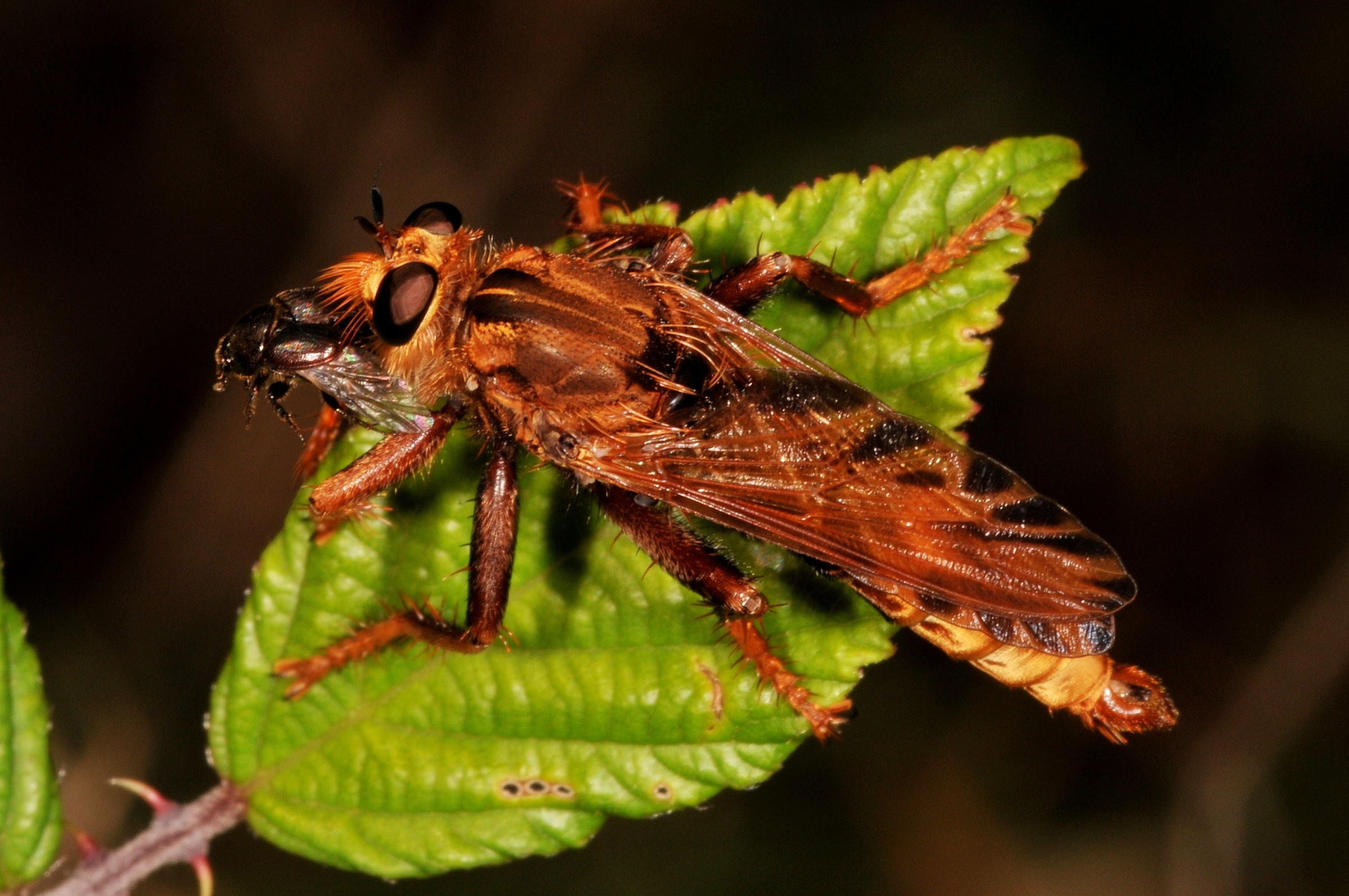 Hornet Robberfly | Natural Atlas