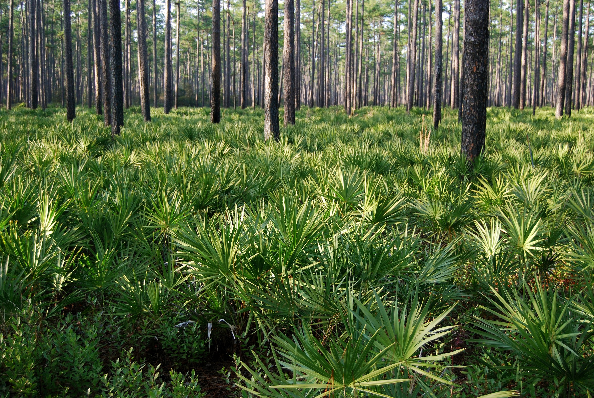 osceola-national-forest-natural-atlas