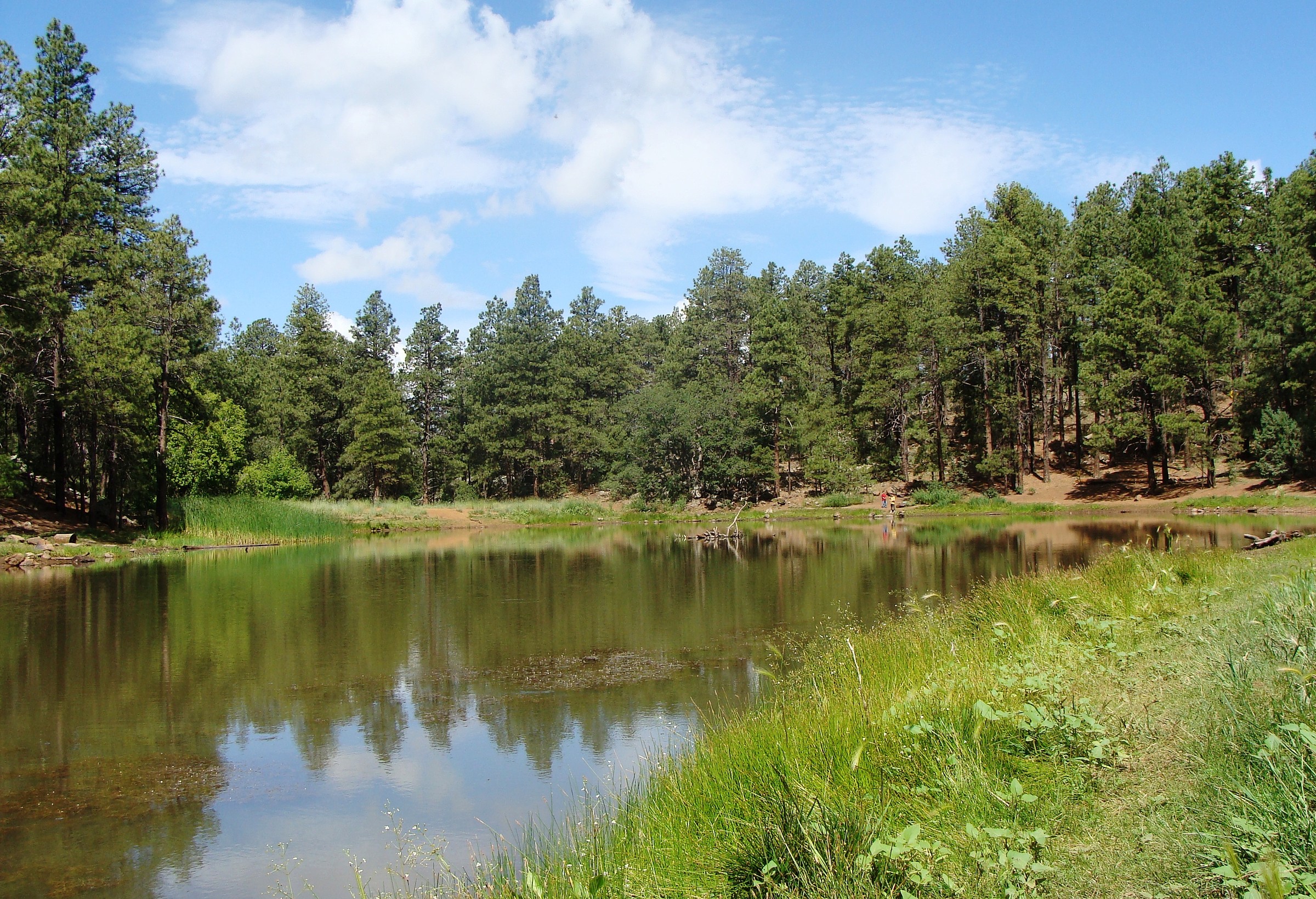 Prescott National Forest Map – Natural Atlas