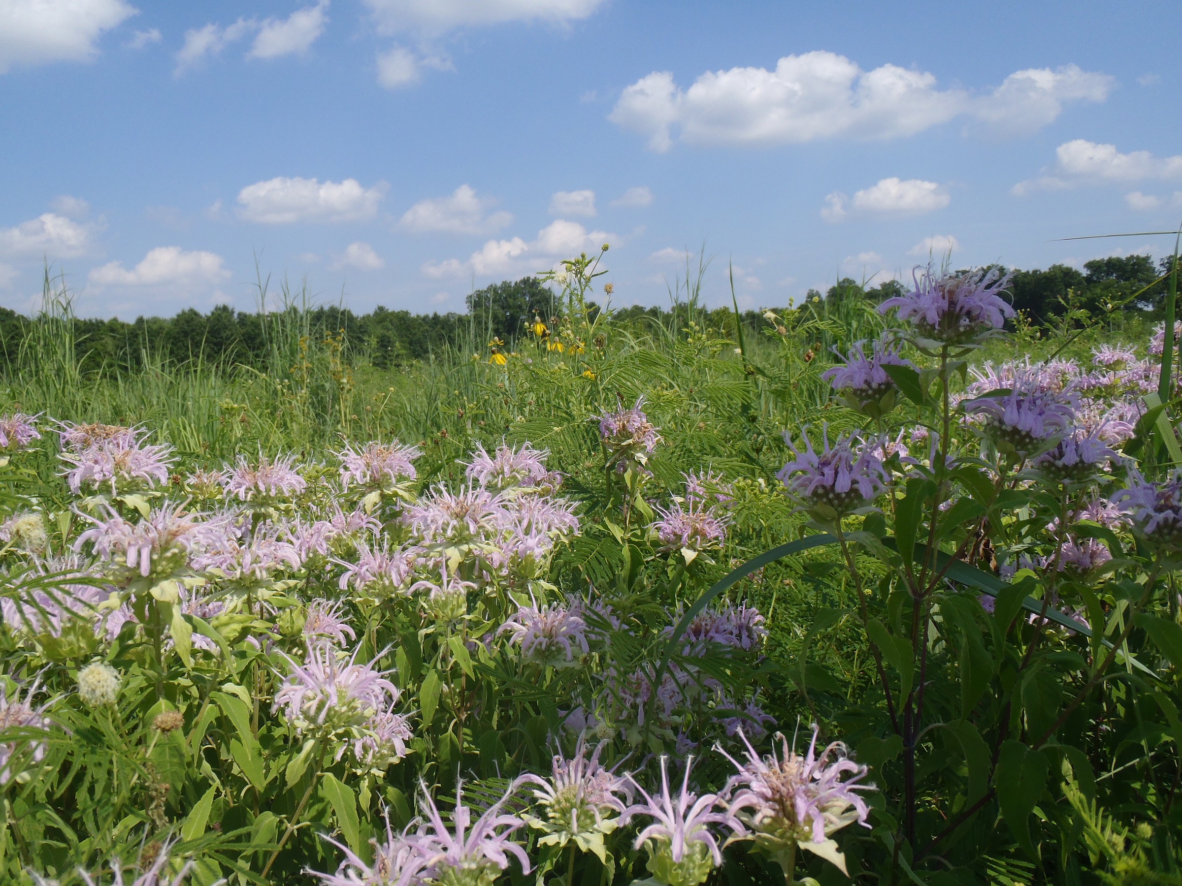 Marais Des Cygnes National Wildlife Refuge | Natural Atlas