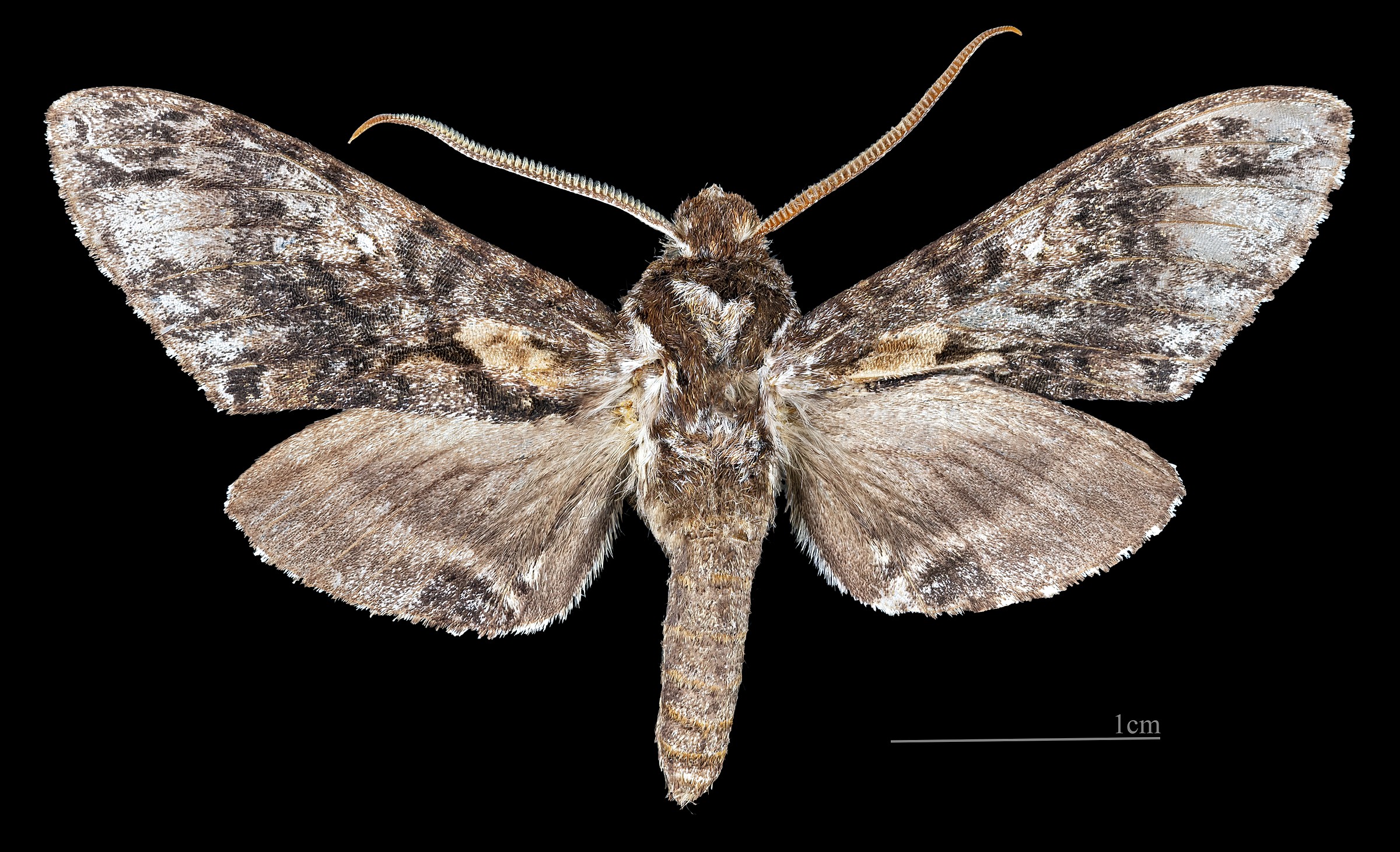 Sphingidae Wing Sphingidae | Natural Atlas