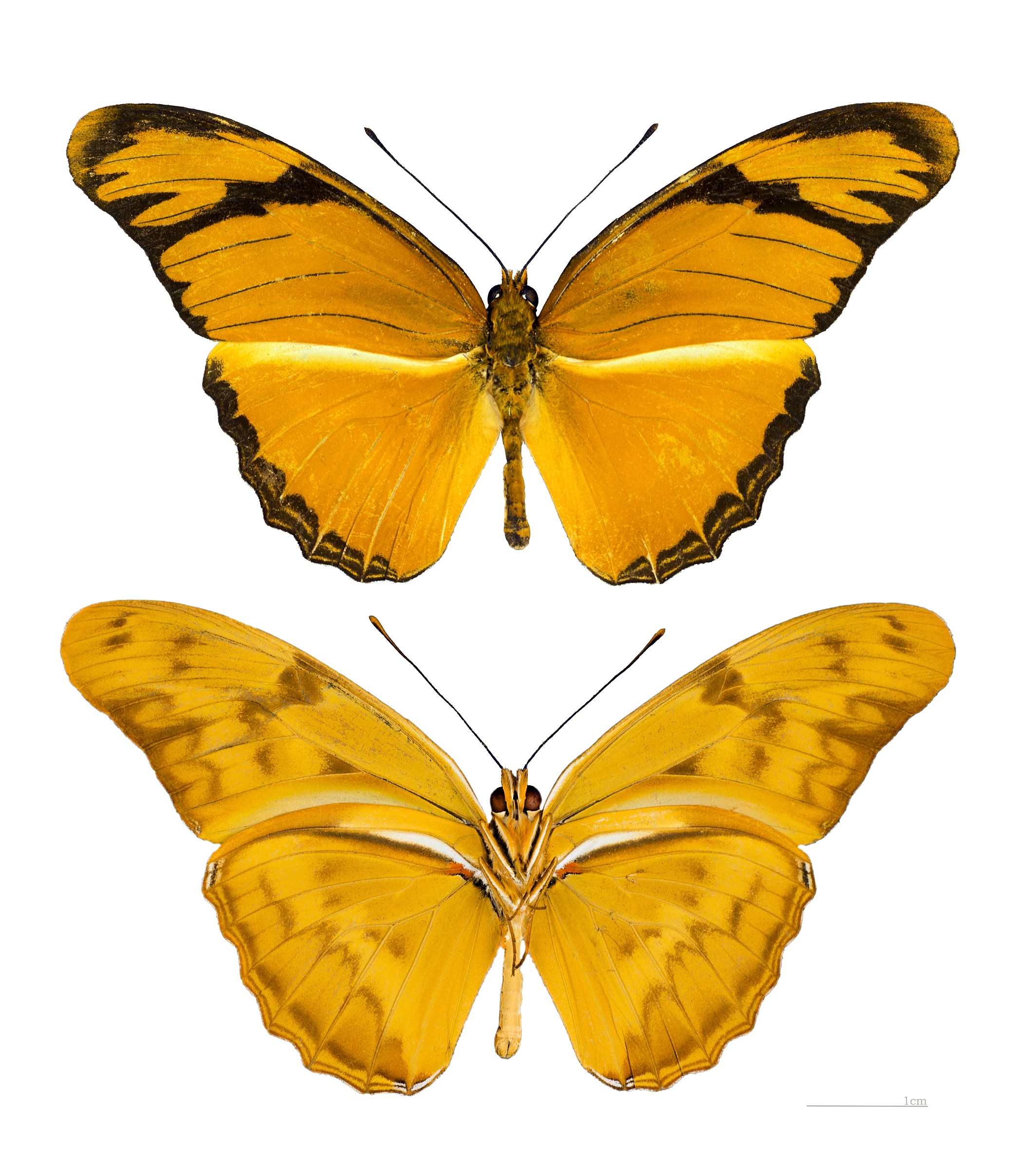 Dryas iulia Natural Atlas