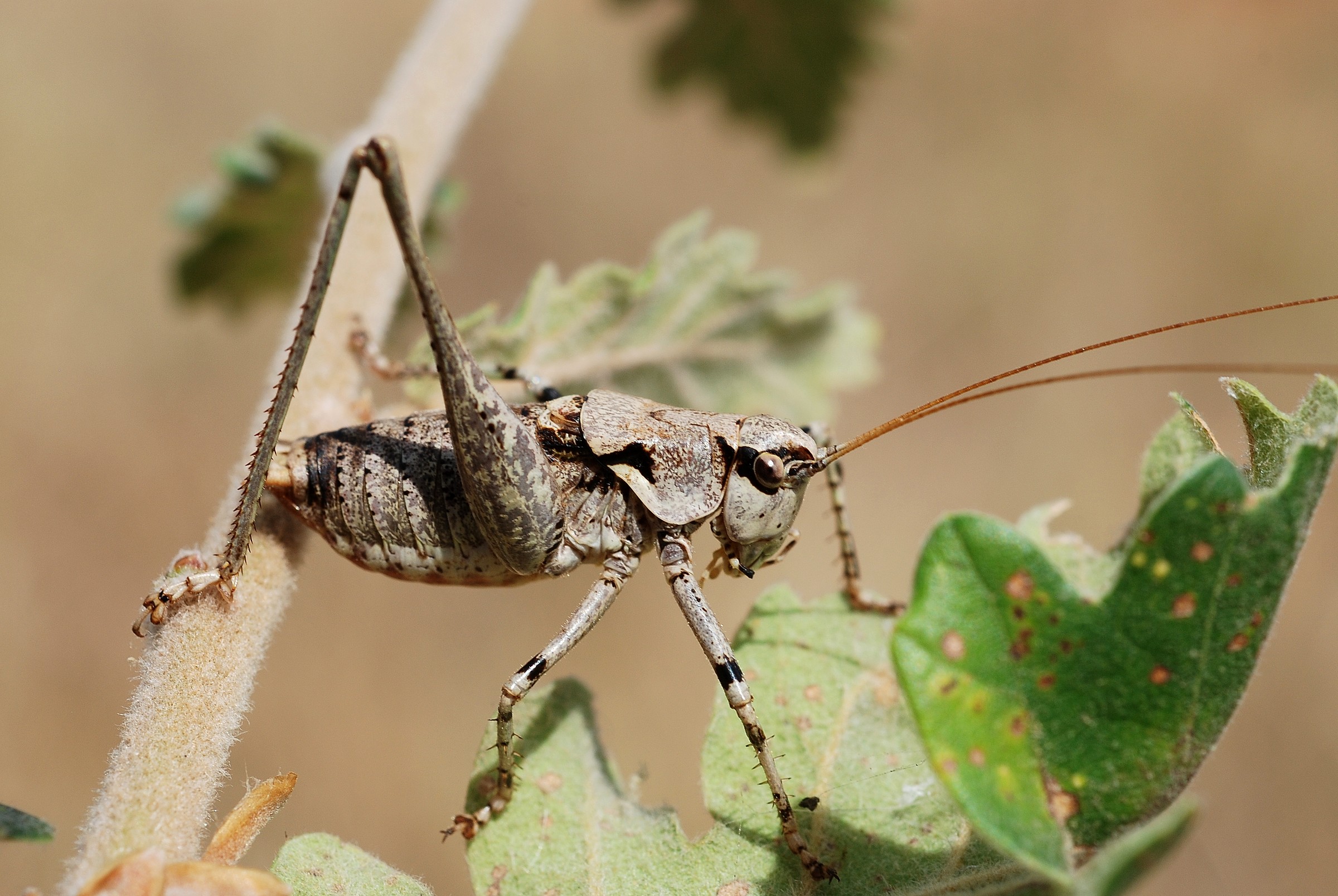 Tettigoniidae | Natural Atlas
