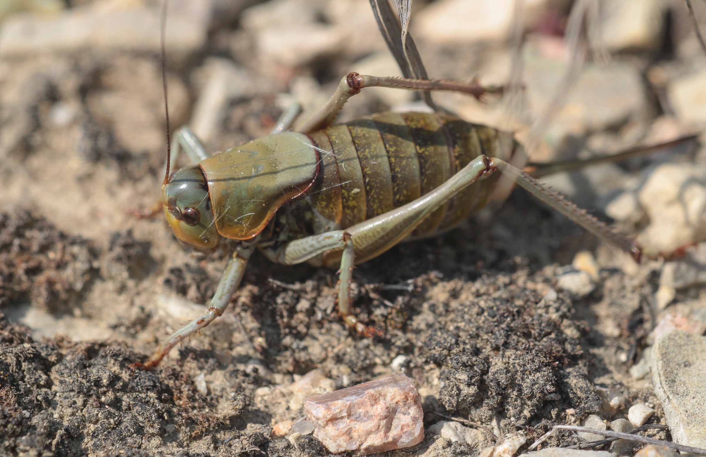 Tettigoniidae | Natural Atlas
