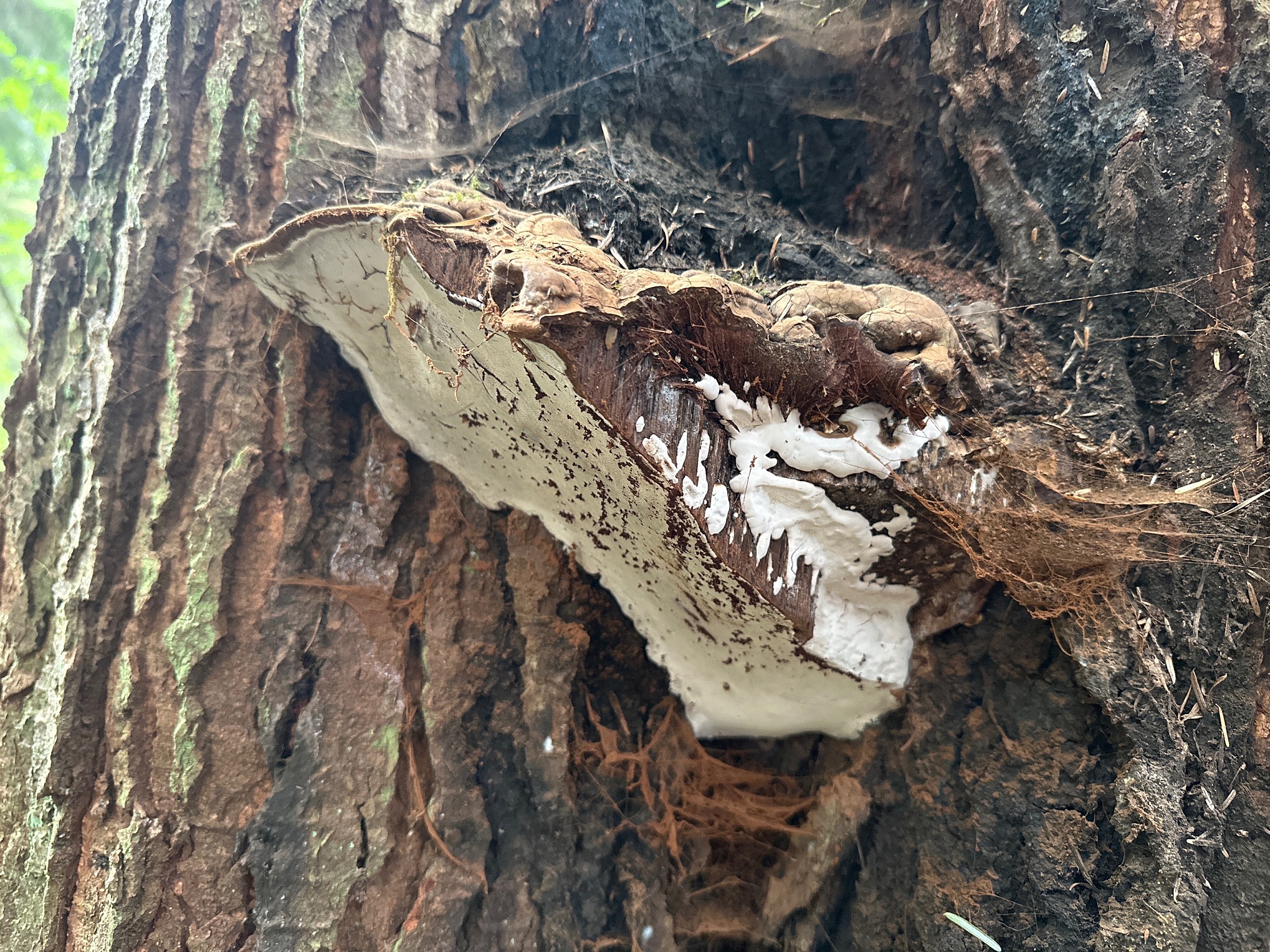 Artist s Conk Natural Atlas