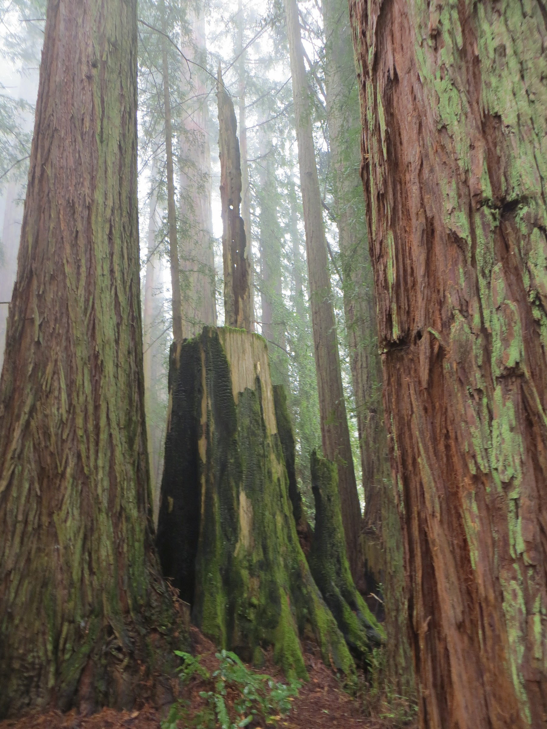 Grove of Old Trees Interpretive Trail Natural Atlas