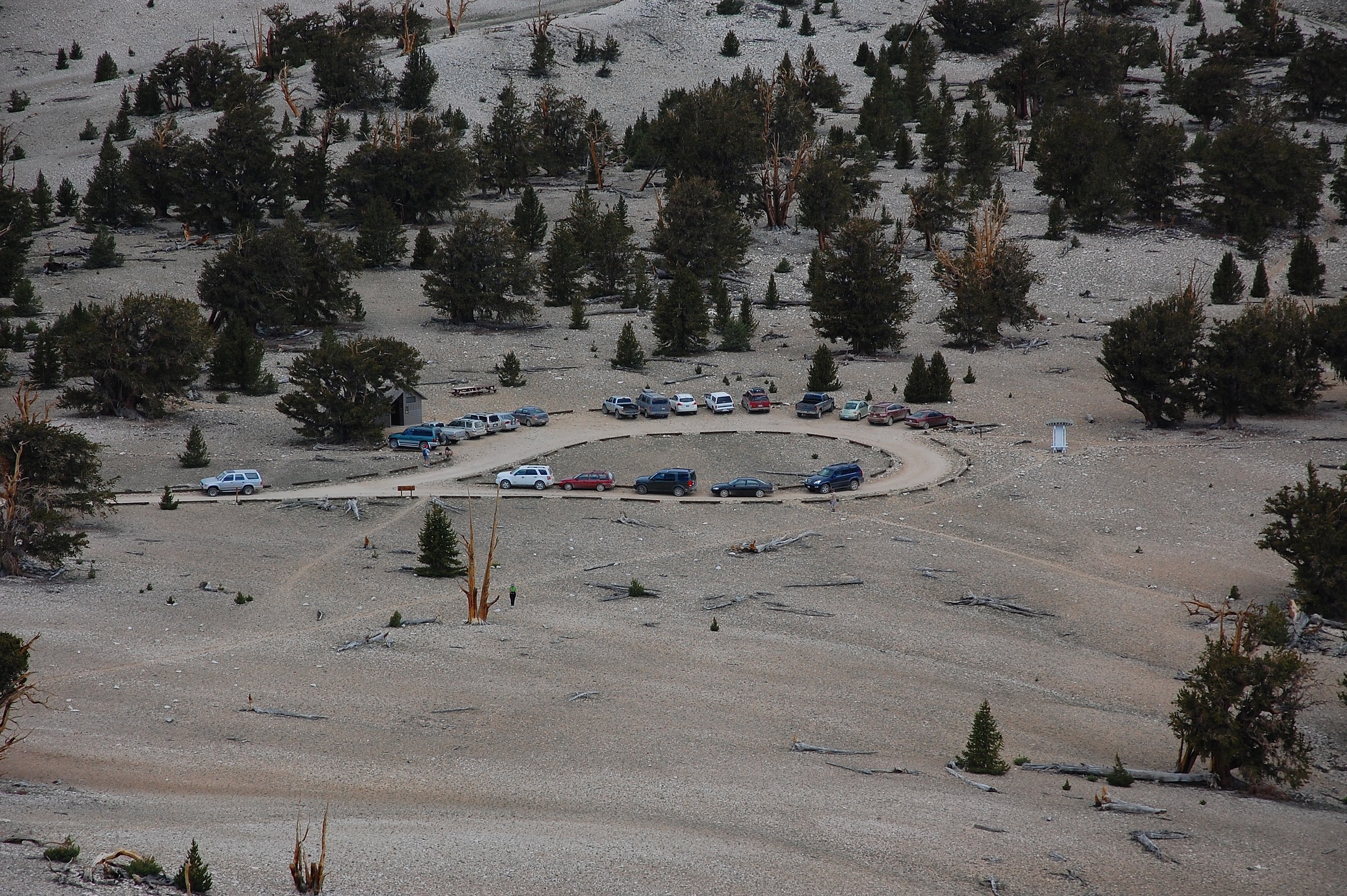 Patriarch Grove Trailhead Natural Atlas
