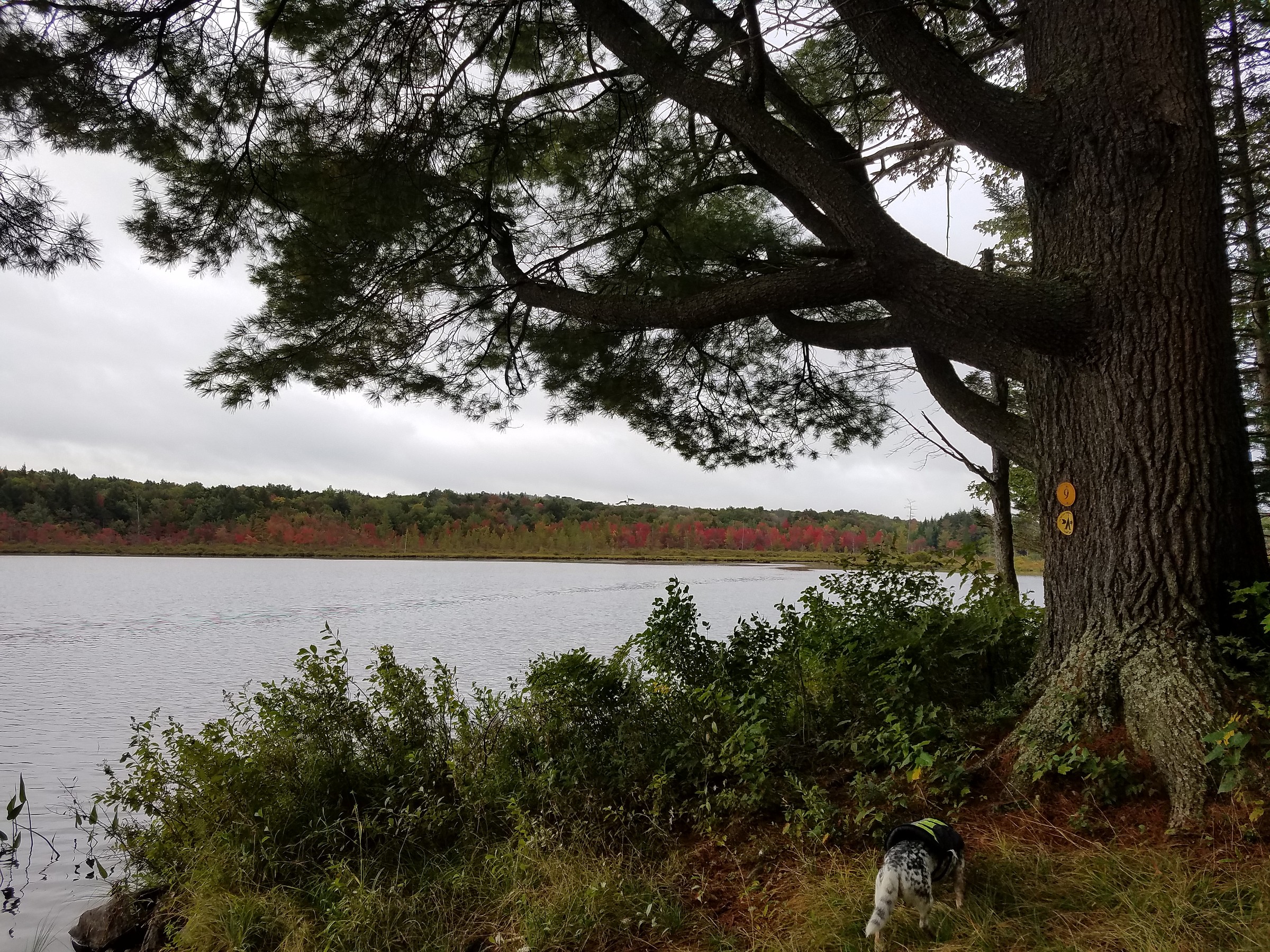 Round Lake Campsite 9 Natural Atlas