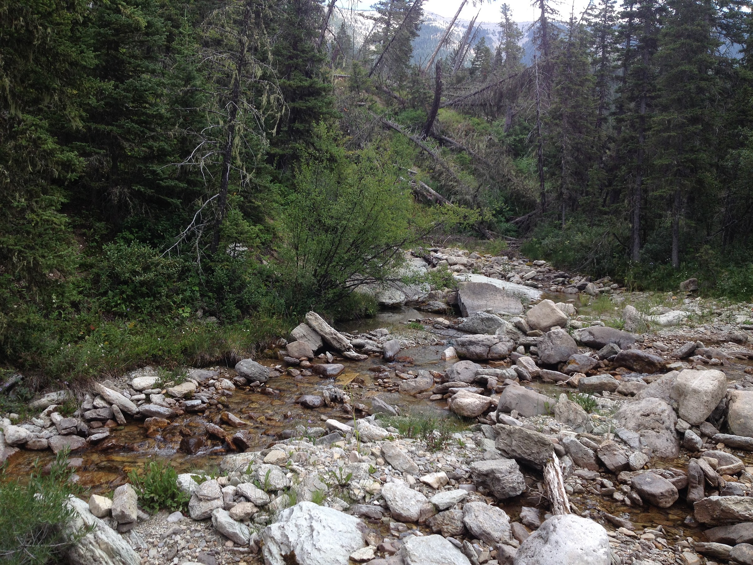 Cottonwood Creek Trail Natural Atlas