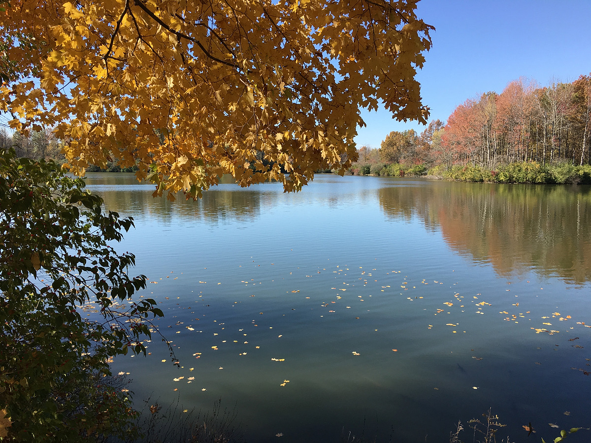 Homer Lake Forest Preserve Natural Atlas