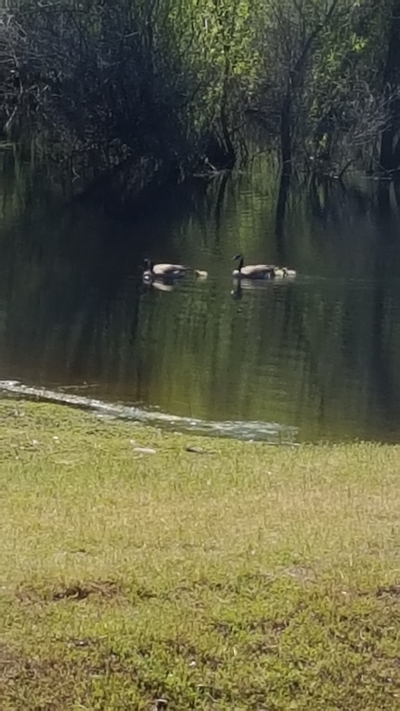 Willow Creek Boat Launch Natural Atlas