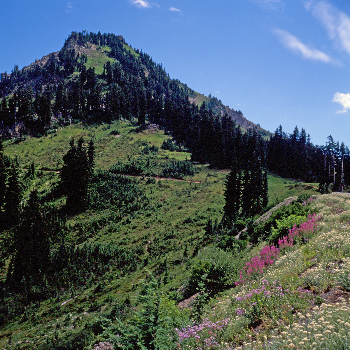 Chinook Pass Overlook Trailhead Natural Atlas