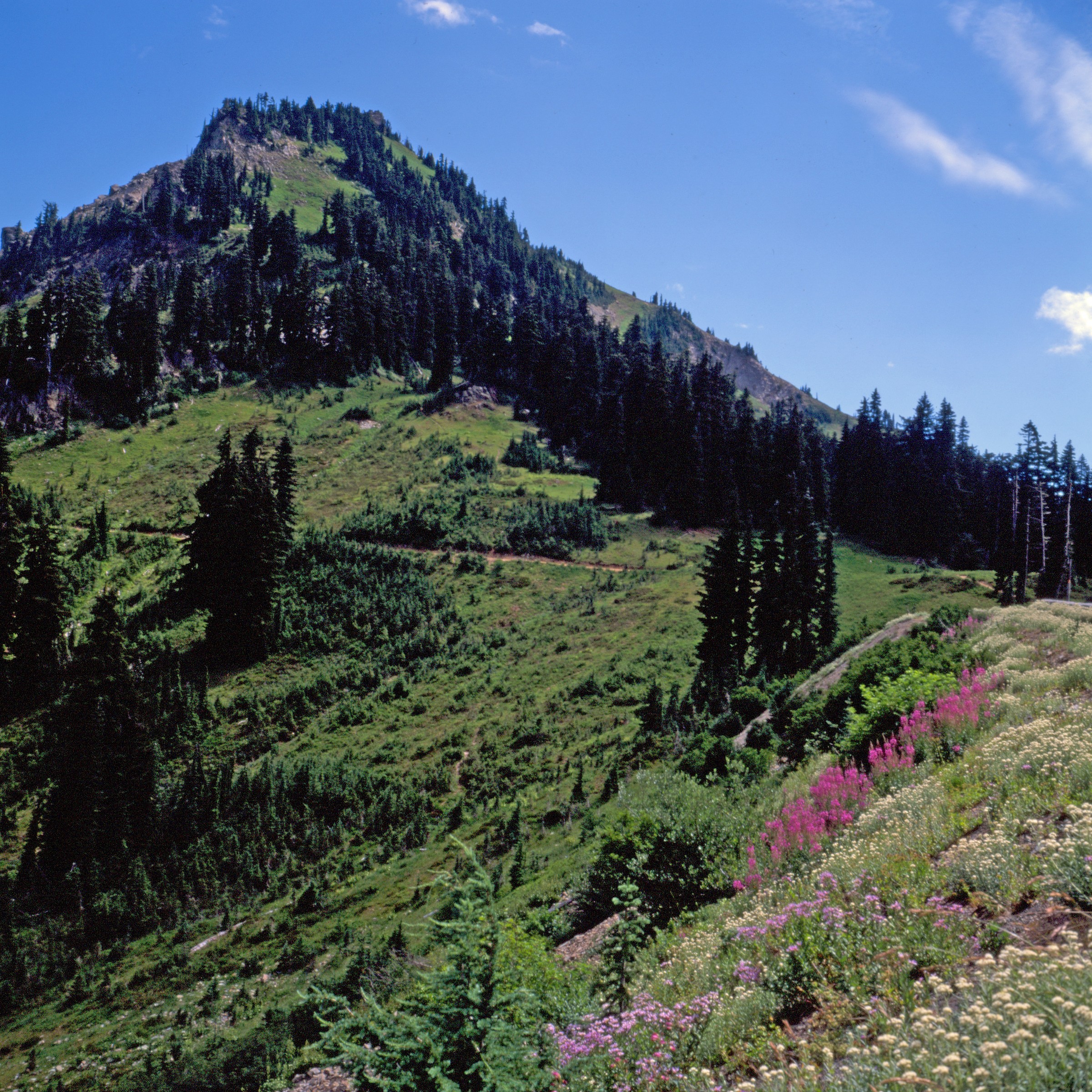 Chinook Pass Overlook Trailhead Natural Atlas