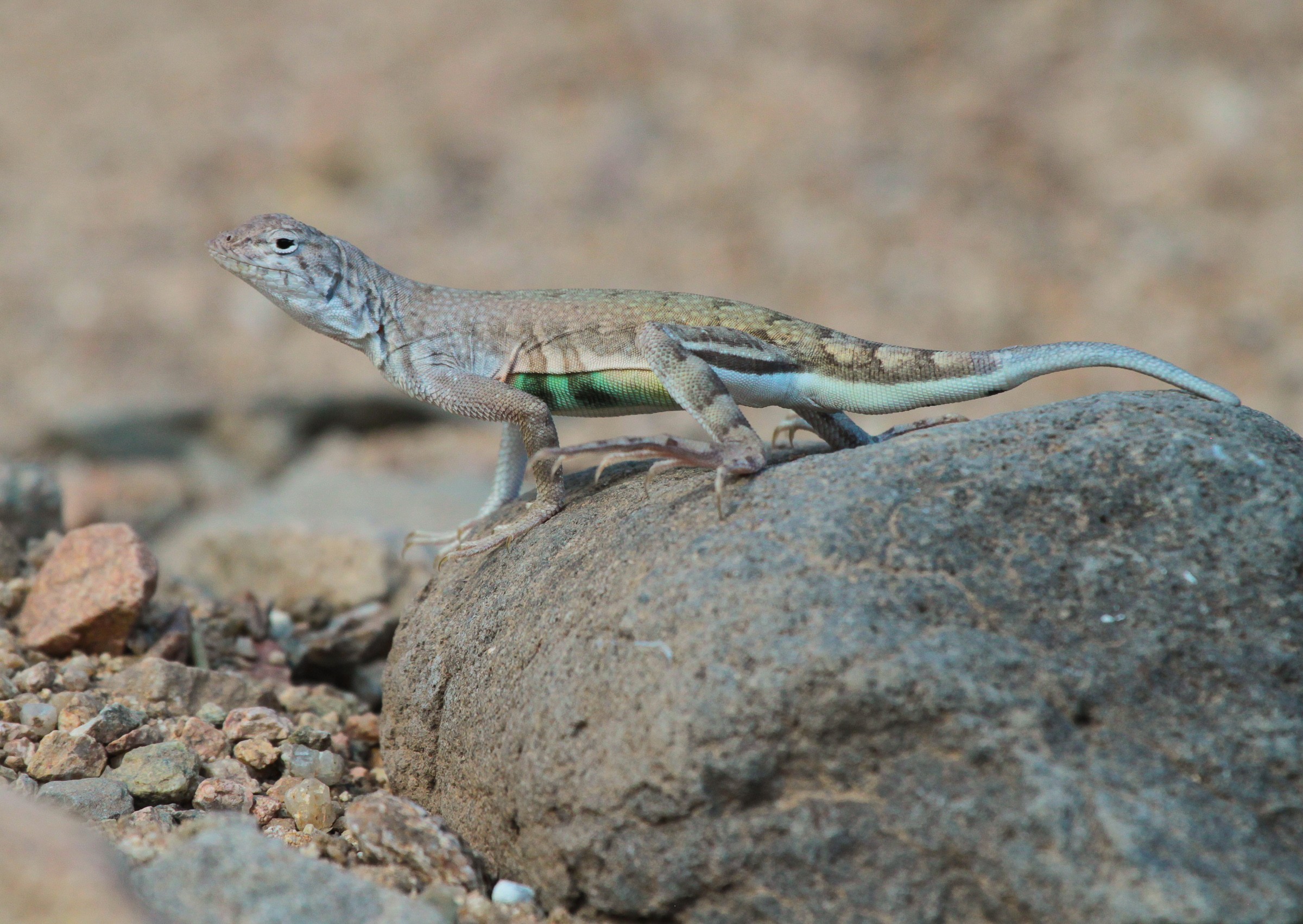Squamata | Natural Atlas