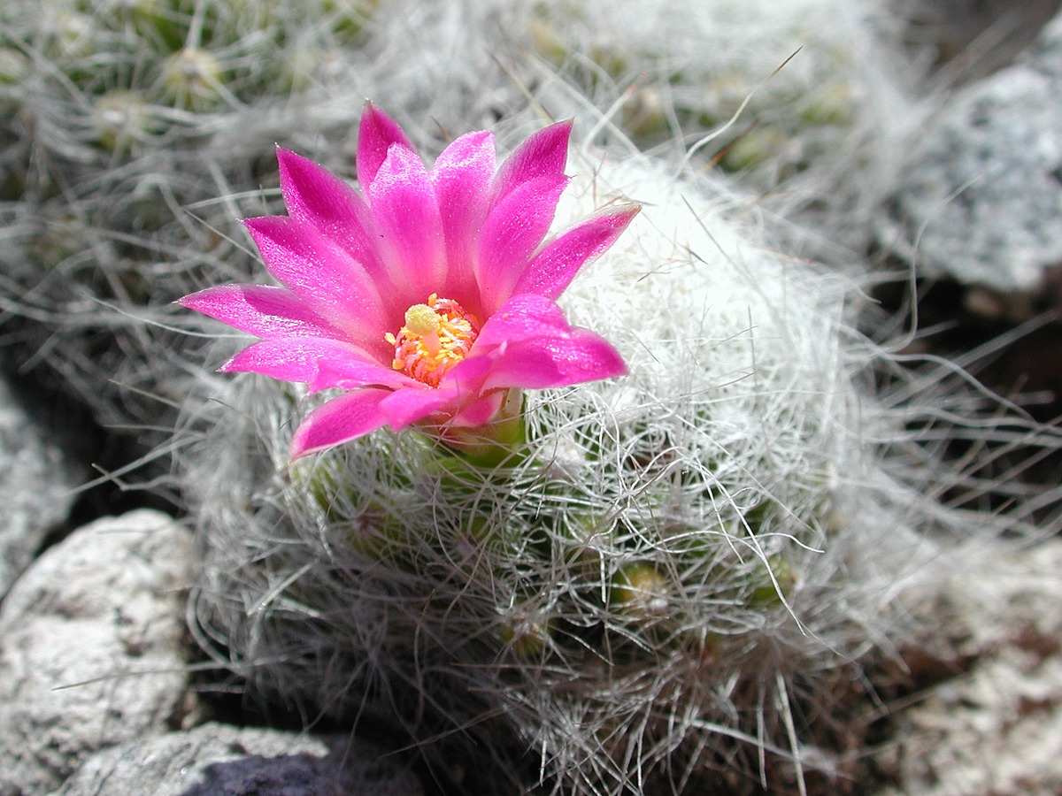 Mammillaria kraehenbuehlii Natural Atlas