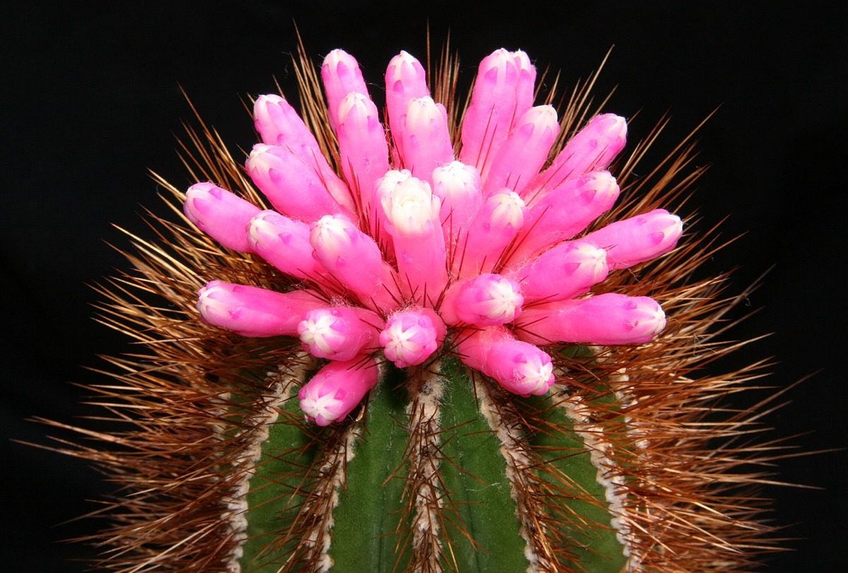 Cacti | Natural Atlas