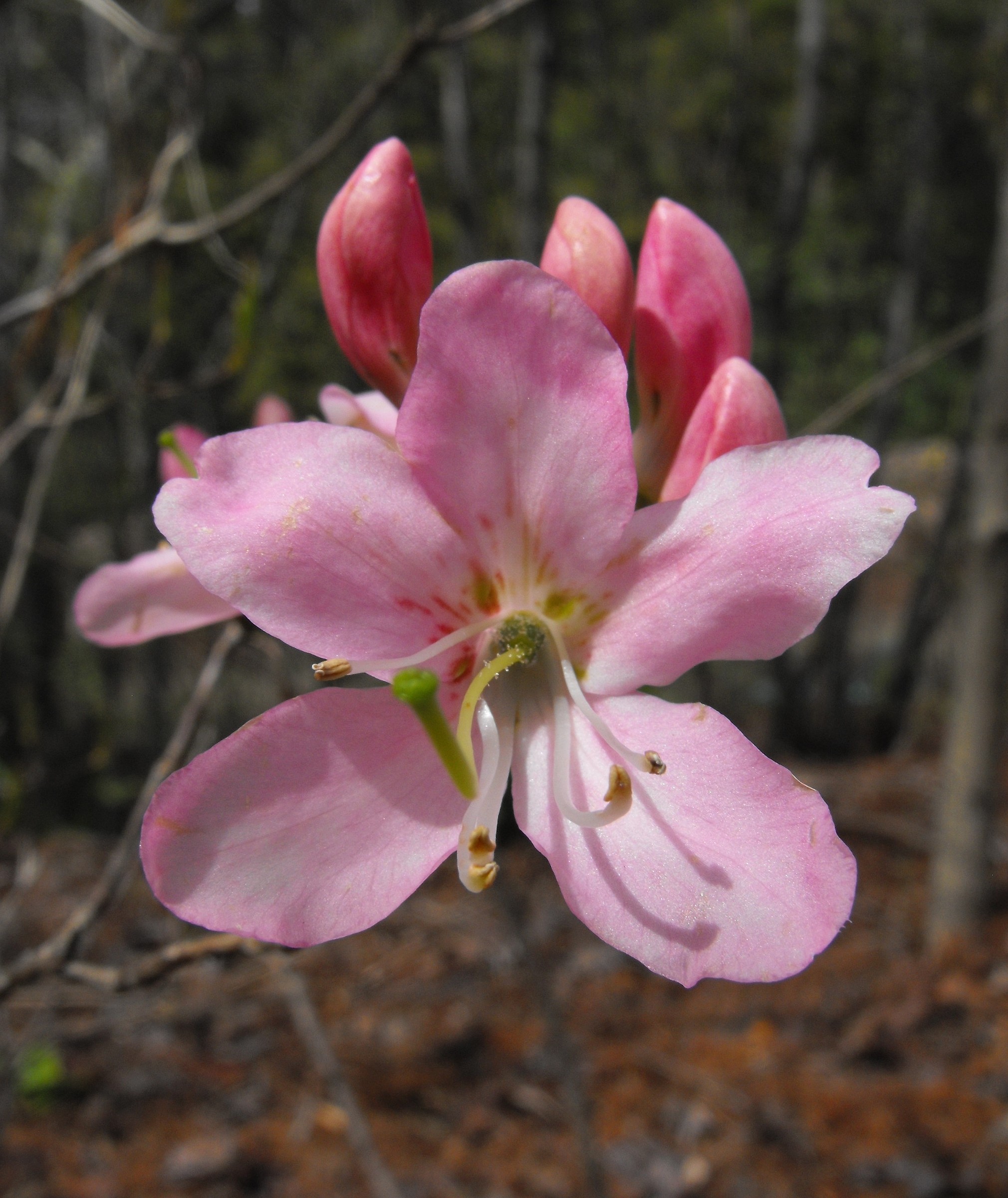 Pinkshell Azalea Pinkshell Azalea | Natural Atlas