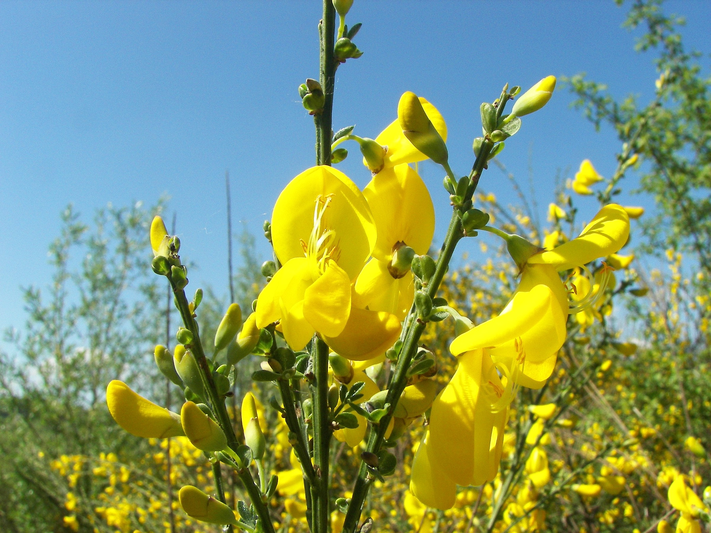 Scotch Broom Natural Atlas