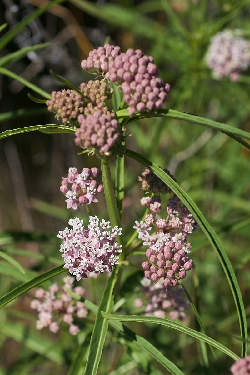 Asclepias fascicularis | Natural Atlas