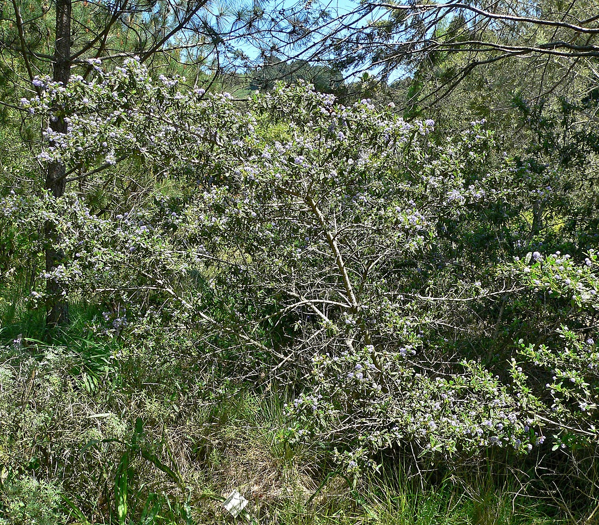 Ceanothus papillosus Natural Atlas