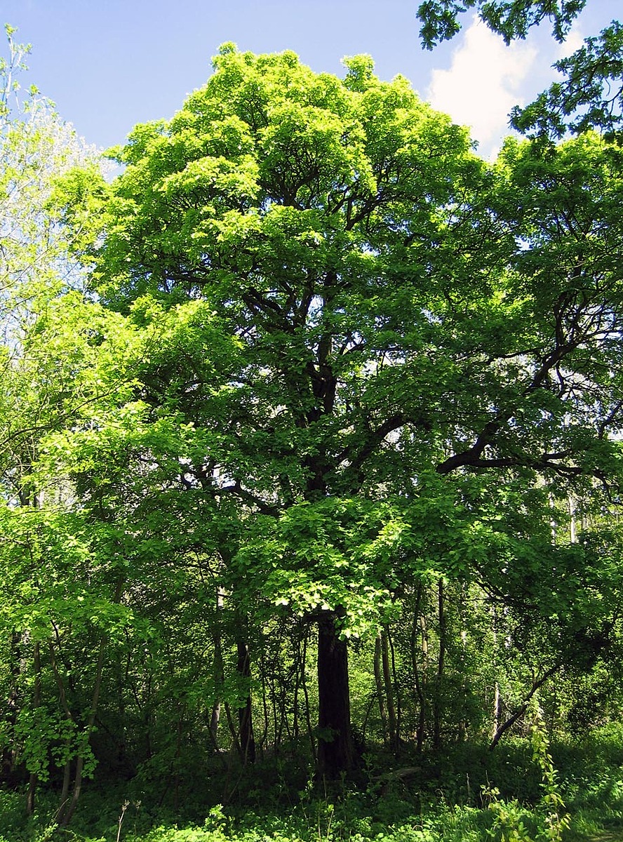 Checkertree | Natural Atlas