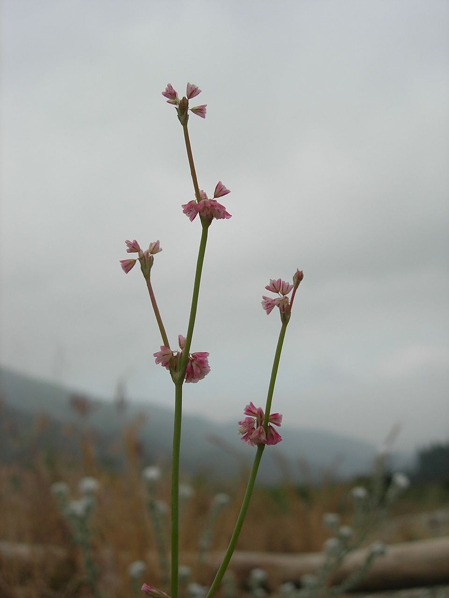 Davidson’s Buckwheat Natural Atlas