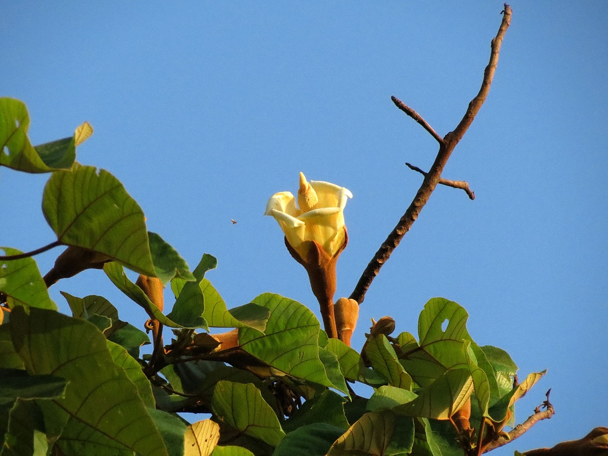 West Indian Balsas | Natural Atlas