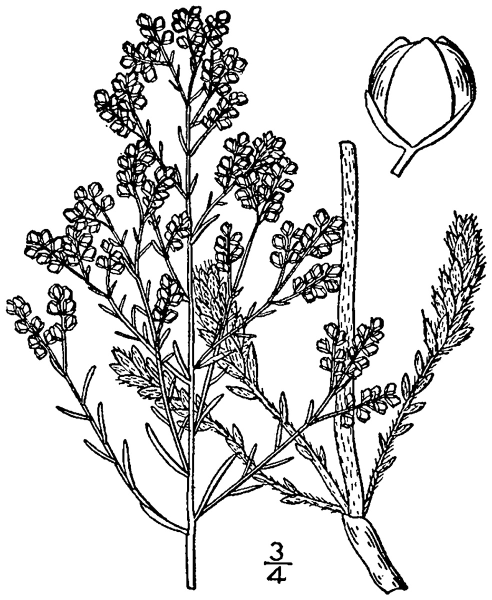 Beach Pinweed Natural Atlas Beach pinweed natural atlas