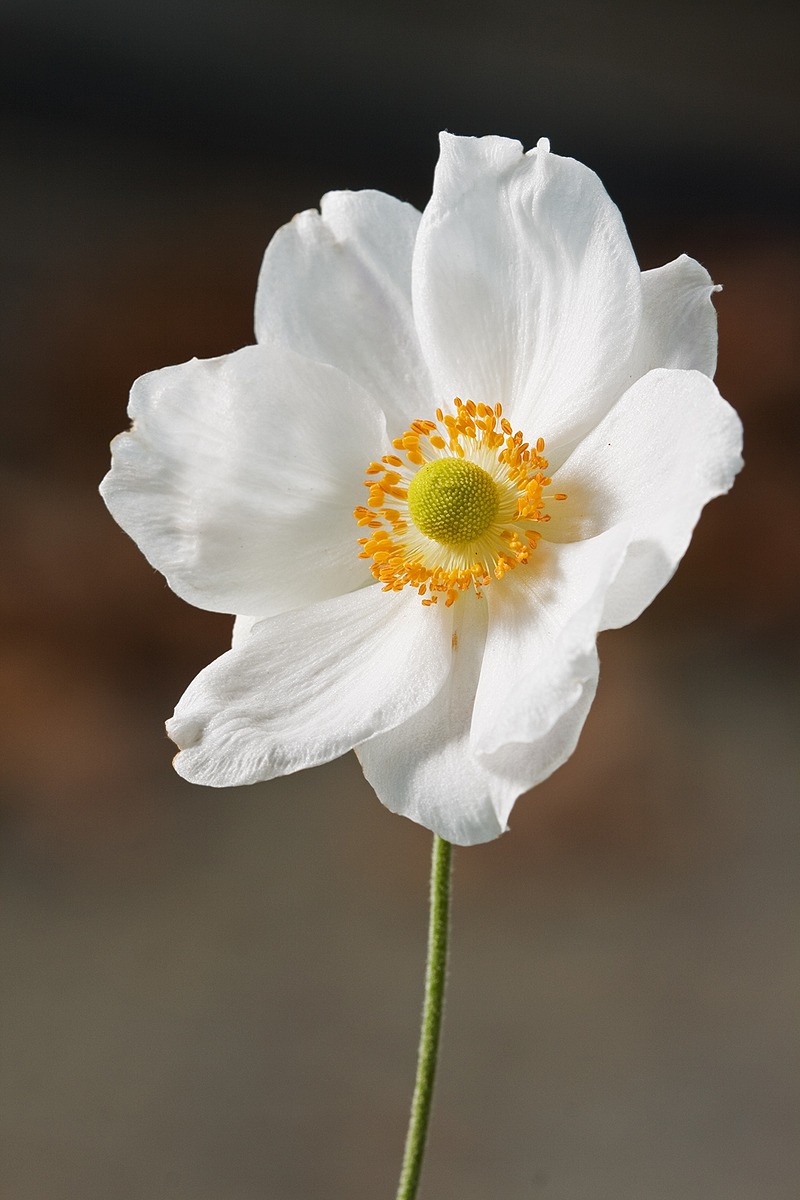 Japanese Thimbleweed Natural Atlas