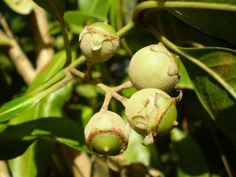 Rhodomyrtus psidioides | Natural Atlas