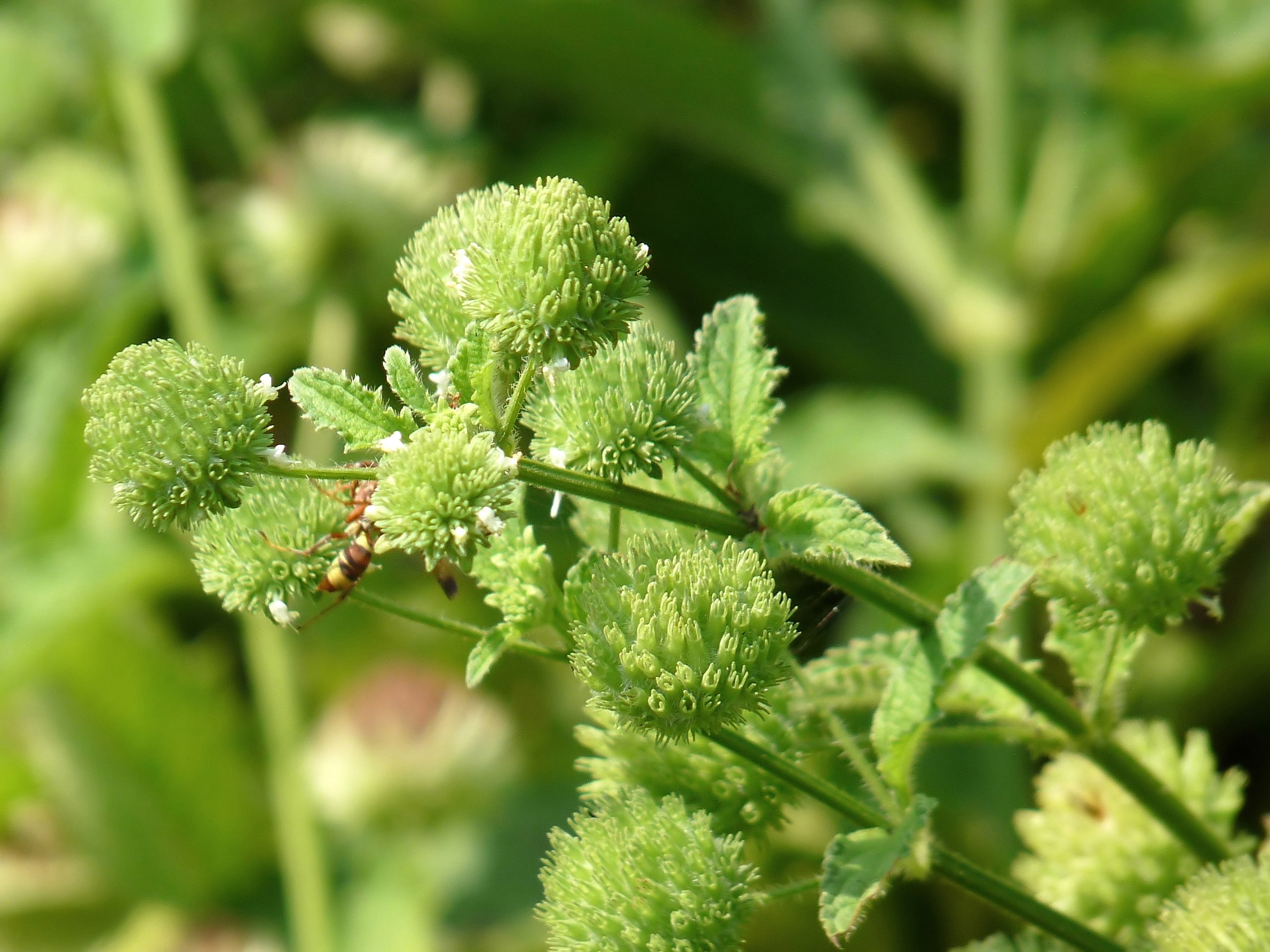Bushmints | Natural Atlas