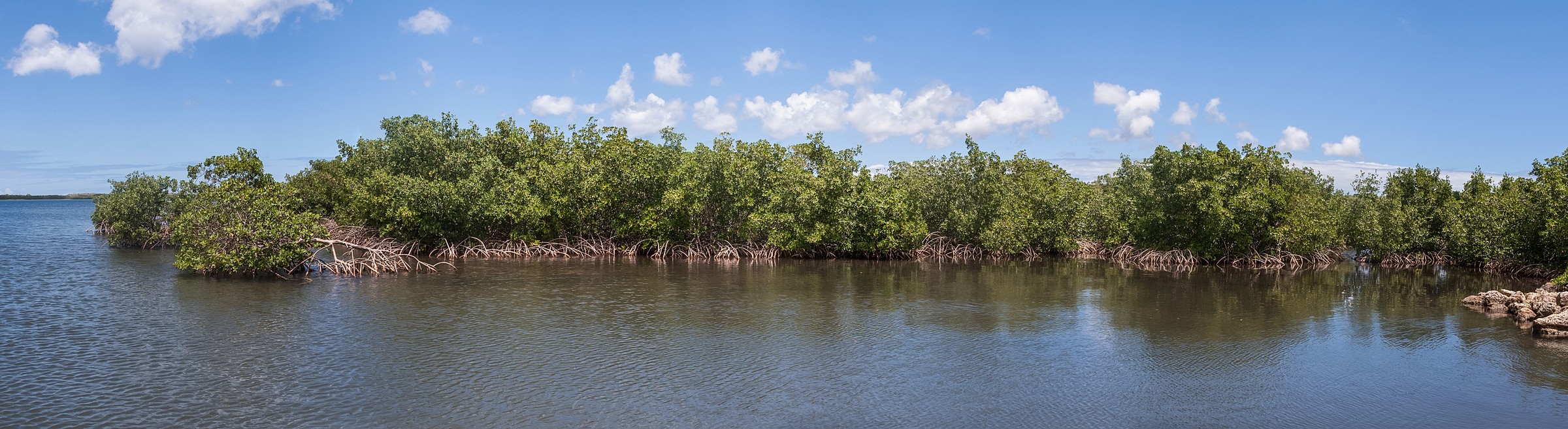 Red Mangrove Natural Atlas