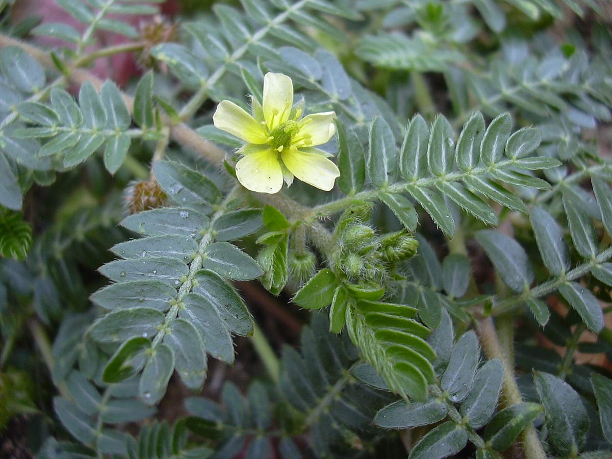 Tribulus terrestris Natural Atlas