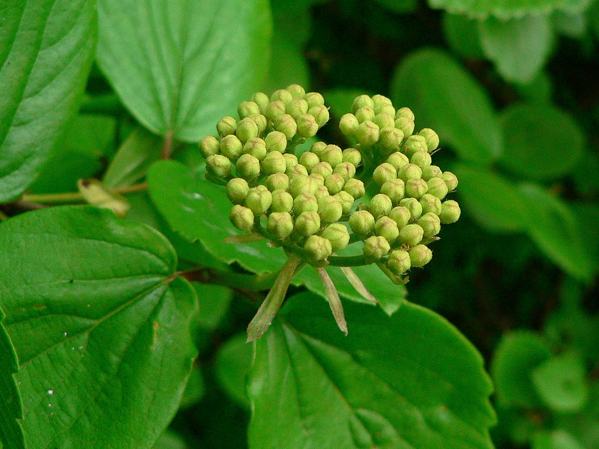 Common Viburnum Natural Atlas