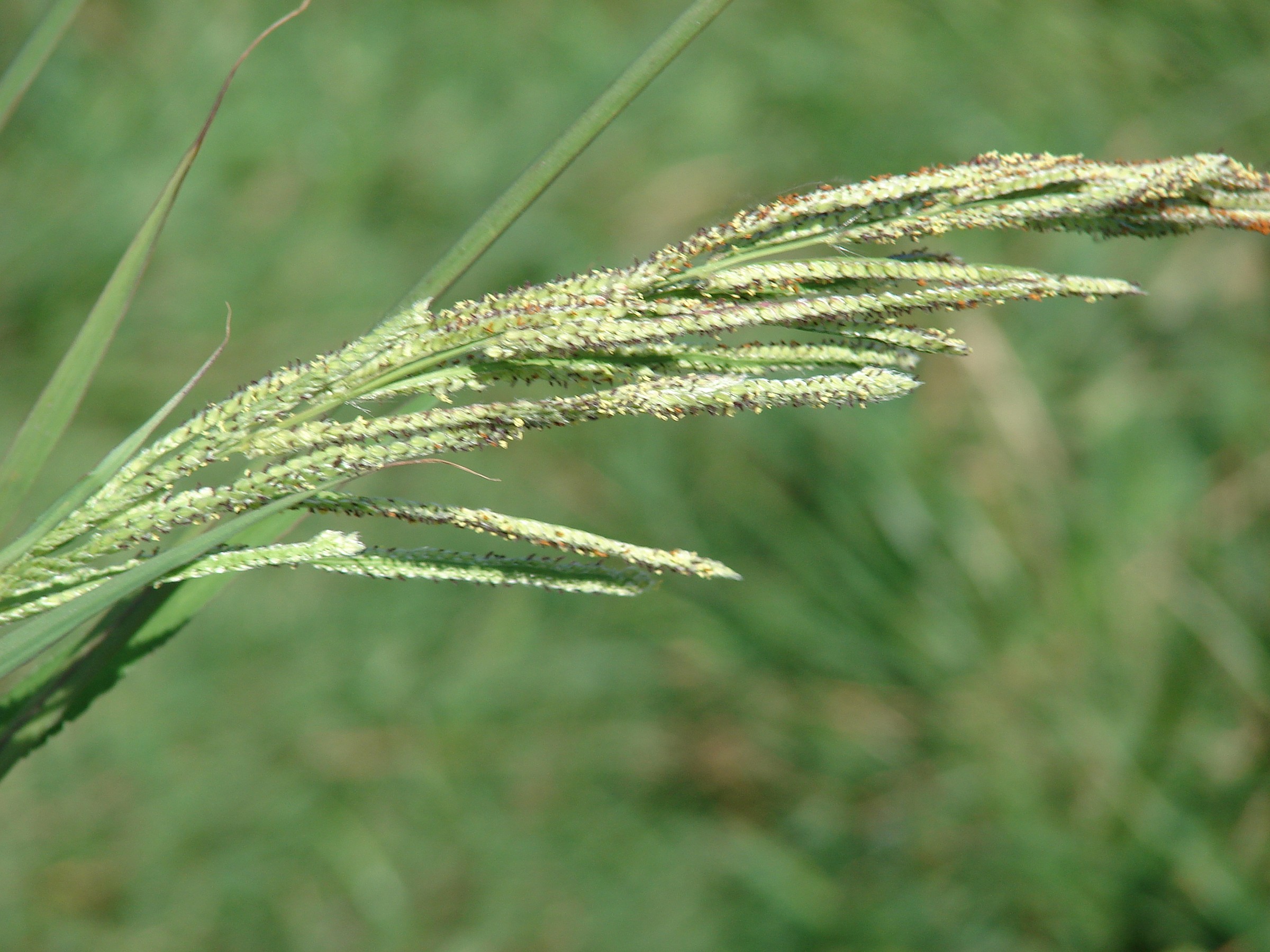 Crowngrass