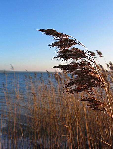 Common Reed Vermont Common Reed | Natural Atlas