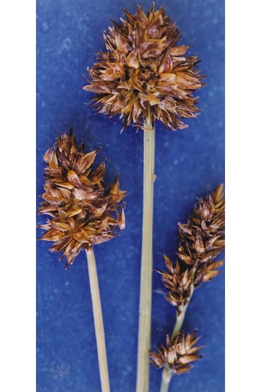 Alpine Nerve Sedge | Natural Atlas