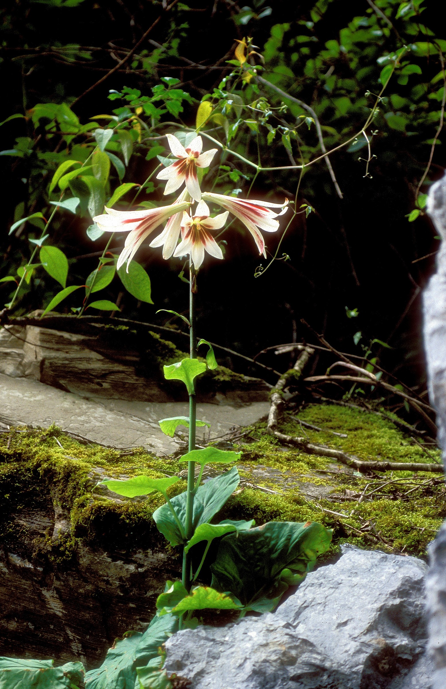 Liliales | Natural Atlas
